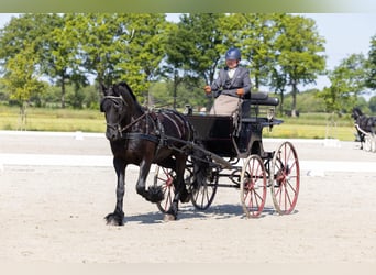 Konie fryzyjskie, Wałach, 10 lat, 162 cm, Kara