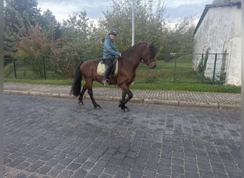 Konie fryzyjskie Mix, Wałach, 11 lat, 155 cm, Gniada