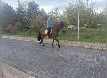 Konie fryzyjskie Mix, Wałach, 11 lat, 155 cm, Gniada