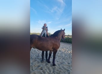 Konie fryzyjskie Mix, Wałach, 11 lat, 165 cm, Gniada