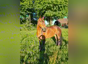 Konie fryzyjskie Mix, Wałach, 11 lat, 165 cm, Gniada
