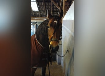 Konie fryzyjskie Mix, Wałach, 11 lat, 165 cm, Gniada