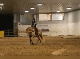Konie fryzyjskie Mix, Wałach, 12 lat, 152 cm, Szampańska