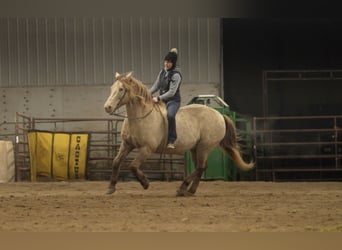 Konie fryzyjskie Mix, Wałach, 12 lat, 152 cm, Szampańska