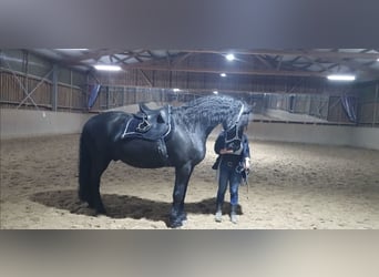 Konie fryzyjskie, Wałach, 12 lat, 172 cm, Kara