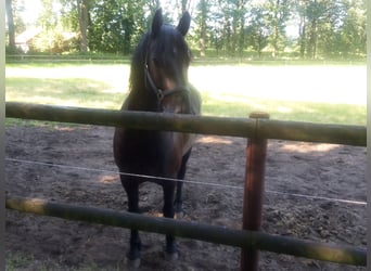 Konie fryzyjskie Mix, Wałach, 15 lat, 160 cm