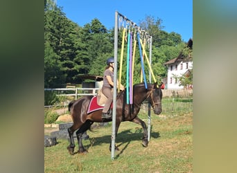 Konie fryzyjskie, Wałach, 16 lat, 156 cm, Kara