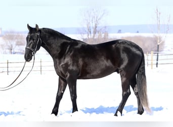 Konie fryzyjskie Mix, Wałach, 3 lat, 155 cm, Kara