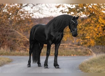 Konie fryzyjskie, Wałach, 3 lat, 160 cm, Kara