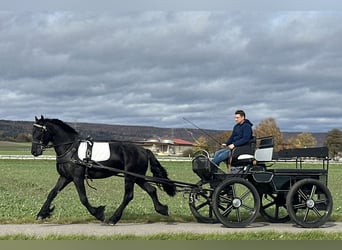 Konie fryzyjskie, Wałach, 3 lat, 160 cm, Kara