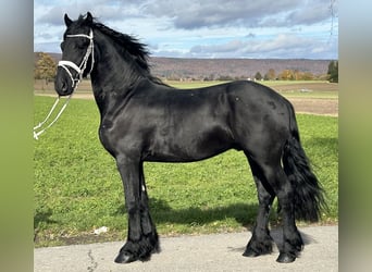 Konie fryzyjskie, Wałach, 3 lat, 160 cm, Kara