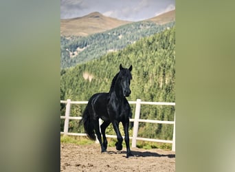 Konie fryzyjskie, Wałach, 3 lat, 162 cm, Kara