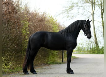 Konie fryzyjskie, Wałach, 3 lat, 164 cm