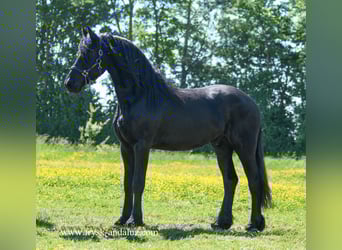 Konie fryzyjskie, Wałach, 3 lat, 165 cm, Kara