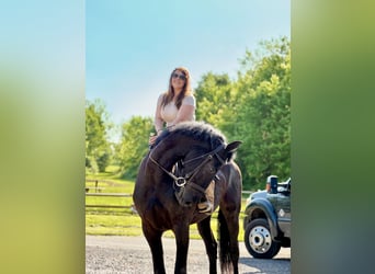 Konie fryzyjskie, Wałach, 3 lat, 168 cm, Kara