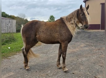 Konie fryzyjskie, Wałach, 3 lat, Szampańska