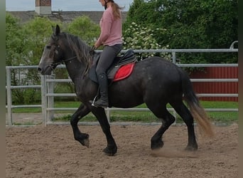 Konie fryzyjskie Mix, Wałach, 4 lat, 155 cm, Karosiwa