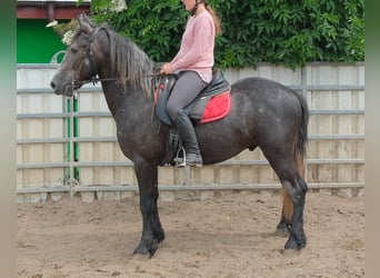 Konie fryzyjskie Mix, Wałach, 4 lat, 155 cm, Karosiwa