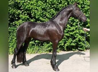 Konie fryzyjskie Mix, Wałach, 4 lat, 158 cm, Kara