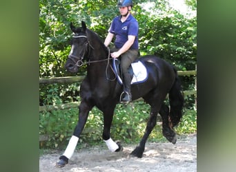 Konie fryzyjskie Mix, Wałach, 4 lat, 158 cm, Kara