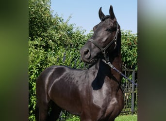 Konie fryzyjskie Mix, Wałach, 4 lat, 158 cm, Kara