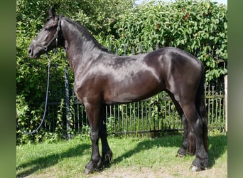 Konie fryzyjskie Mix, Wałach, 4 lat, 158 cm, Kara
