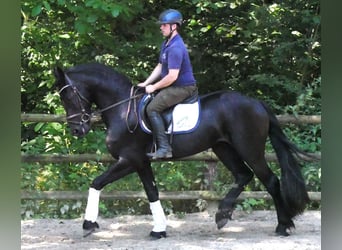 Konie fryzyjskie Mix, Wałach, 4 lat, 158 cm, Kara