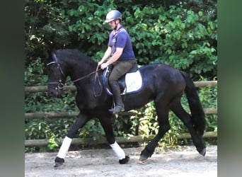 Konie fryzyjskie Mix, Wałach, 4 lat, 158 cm, Kara
