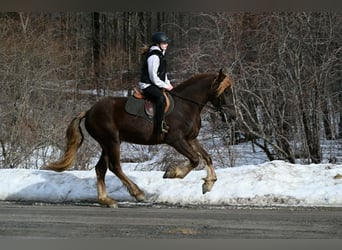 Konie fryzyjskie, Wałach, 4 lat, 163 cm, Ciemnokasztanowata