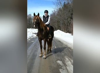 Konie fryzyjskie, Wałach, 4 lat, 163 cm, Ciemnokasztanowata