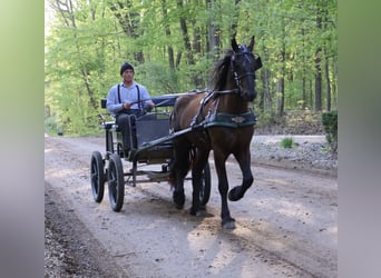 Konie fryzyjskie, Wałach, 4 lat, 163 cm, Kara