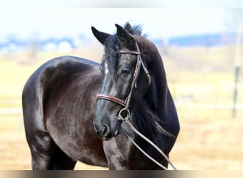 Konie fryzyjskie Mix, Wałach, 4 lat, 165 cm, Kara