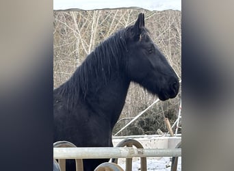 Konie fryzyjskie Mix, Wałach, 4 lat, 170 cm, Kara