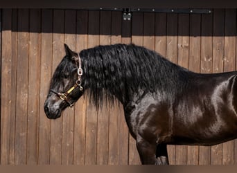 Konie fryzyjskie, Wałach, 4 lat, 170 cm, Kara