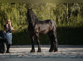 Konie fryzyjskie, Wałach, 4 lat, 170 cm, Kara