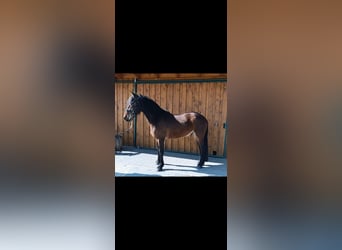 Konie fryzyjskie Mix, Wałach, 4 lat, 175 cm, Gniada