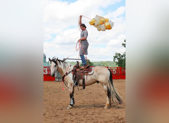 Konie fryzyjskie Mix, Wałach, 4 lat, Jelenia