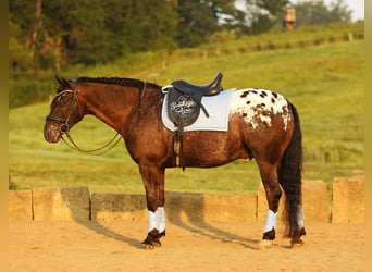 Konie fryzyjskie Mix, Wałach, 5 lat, 152 cm, Kara