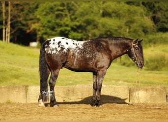 Konie fryzyjskie Mix, Wałach, 5 lat, 152 cm, Kara