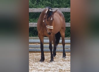 Konie fryzyjskie Mix, Wałach, 5 lat, 155 cm, Ciemnogniada