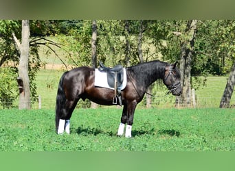 Konie fryzyjskie Mix, Wałach, 5 lat, 155 cm, Kara