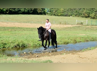Konie fryzyjskie Mix, Wałach, 5 lat, 155 cm, Kara