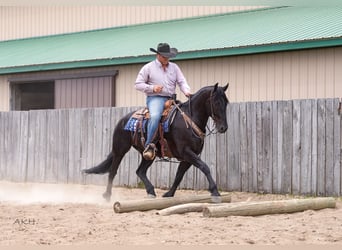 Konie fryzyjskie Mix, Wałach, 5 lat, 155 cm, Kara
