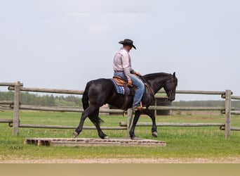 Konie fryzyjskie Mix, Wałach, 5 lat, 155 cm, Kara