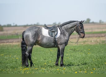 Konie fryzyjskie Mix, Wałach, 5 lat, 155 cm, Karodereszowata
