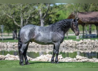 Konie fryzyjskie Mix, Wałach, 5 lat, 155 cm, Karodereszowata
