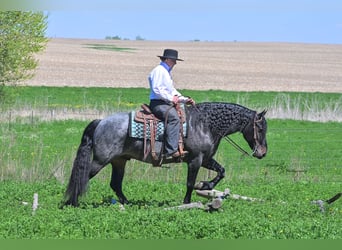 Konie fryzyjskie Mix, Wałach, 5 lat, 155 cm, Karodereszowata