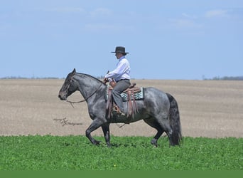 Konie fryzyjskie Mix, Wałach, 5 lat, 155 cm, Karodereszowata