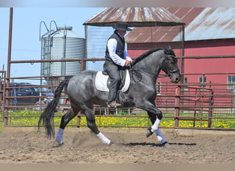 Konie fryzyjskie Mix, Wałach, 5 lat, 155 cm, Karodereszowata