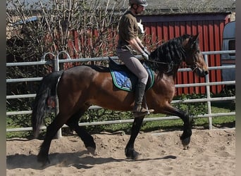 Konie fryzyjskie Mix, Wałach, 5 lat, 157 cm, Ciemnogniada
